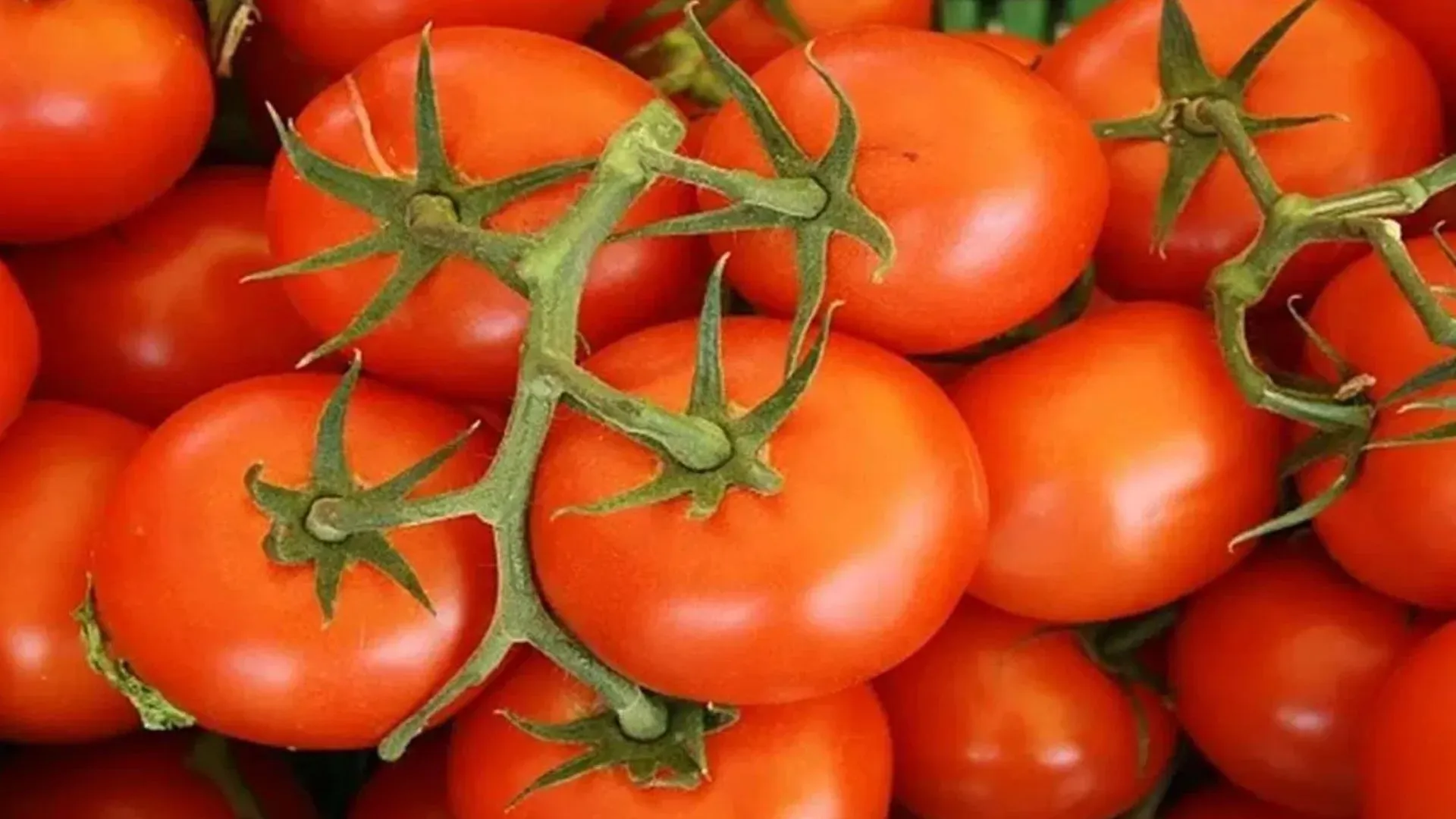 इस राज्य में टमाटर के दाम तेजी से गिरे, आपूर्ति में सुधार से 20 रुपये प्रति किलोग्राम हुआ टमाटर 