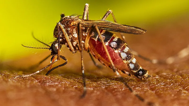 Dengue: बांग्लादेश में डेंगू का बढ़ रहा प्रकोप, अब तक 364 की मौत, 75 हजार से ज्यादा लोग संक्रमित