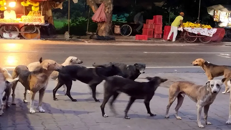 रामपुर में आवारा कुत्तों का आतंक, 18 लोगों को काटकर किया जख्मी