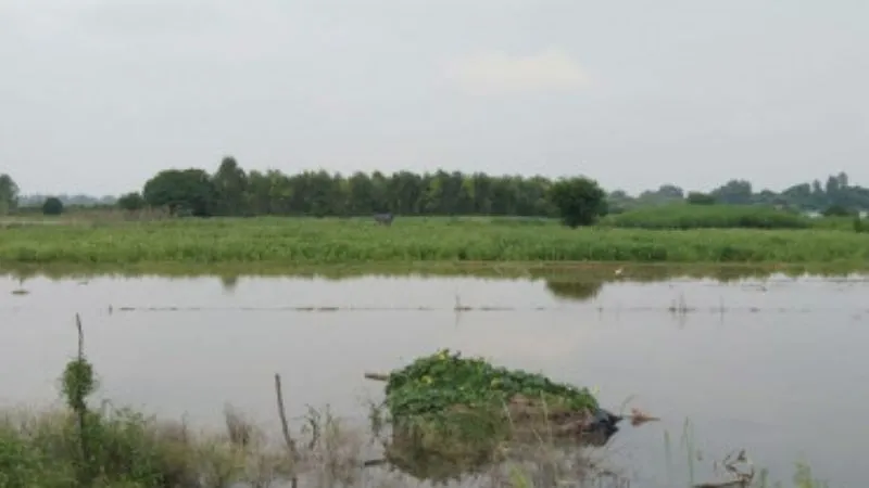 Flood In Kannauj : गंगा का जलस्तर बढ़ने से बढ़ी मुश्किलें, स्कूलों में भी जलभराव, ये है स्थिति
