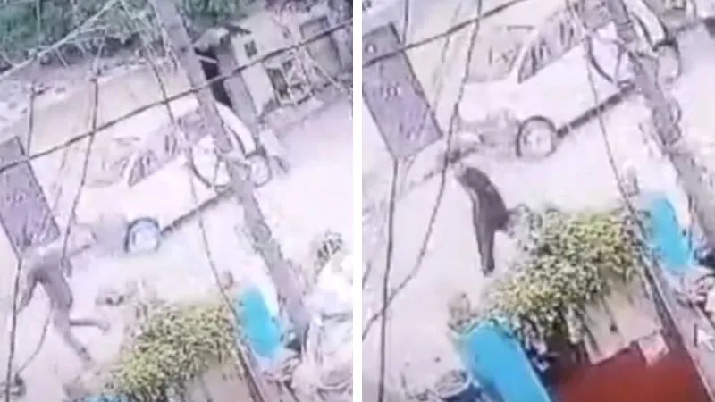 क्रूरता की हद: युवक ने मादा श्वान को पीट-पीटकर मार डाला, CCTV में कैद घटना, FIR दर्ज, ये वजह आ रही सामने 