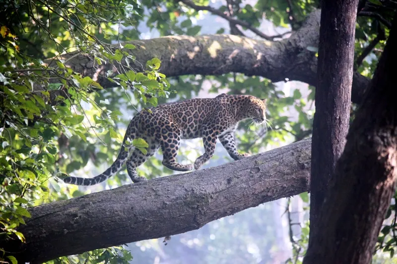 Leopard Khinanauli (109)