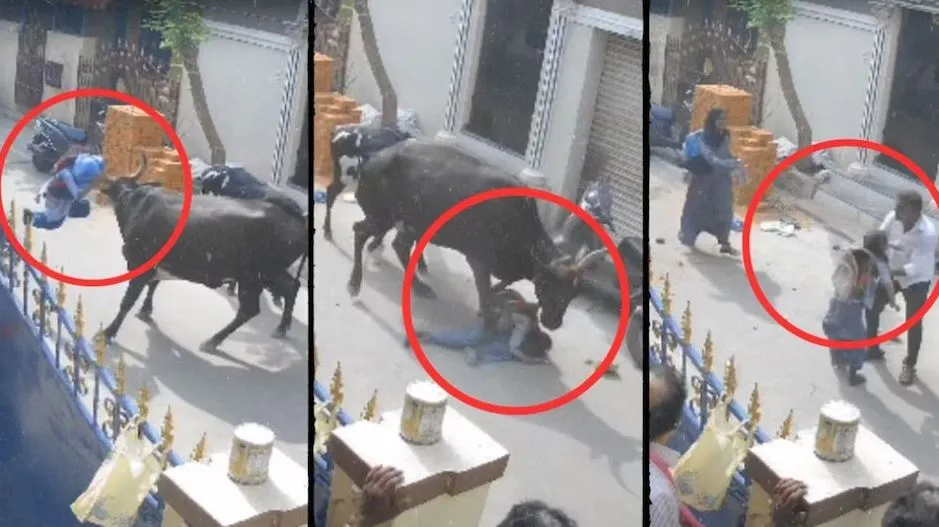 स्कूल से लौट रही बच्ची पर गाय ने किया हमला, सींगों से पटका...पैरों से कुचला, देखें VIDEO