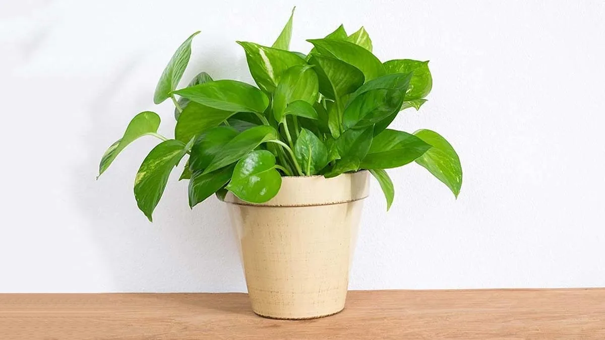 Money-plant-ke-totke