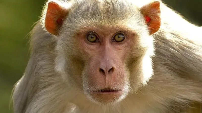 Monkey Attack In Etawah : बंदरों का नहीं थम रहा आतंक, छत पर सो रही युवती पर किया हमला, हाथ पर कई बार काटा