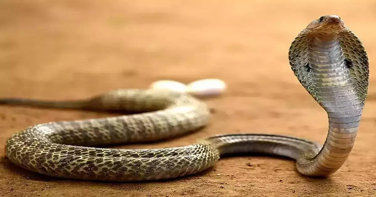 हल्द्वानी: बच्चे को सांप ने डसा, परिजनों की लापरवाही से मौत