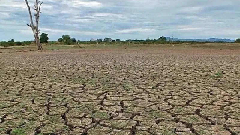श्रीलंका में शुष्क मौसम से 50 हजार परिवार प्रभावित,  37,000 एकड़ चावल के खेत नष्ट