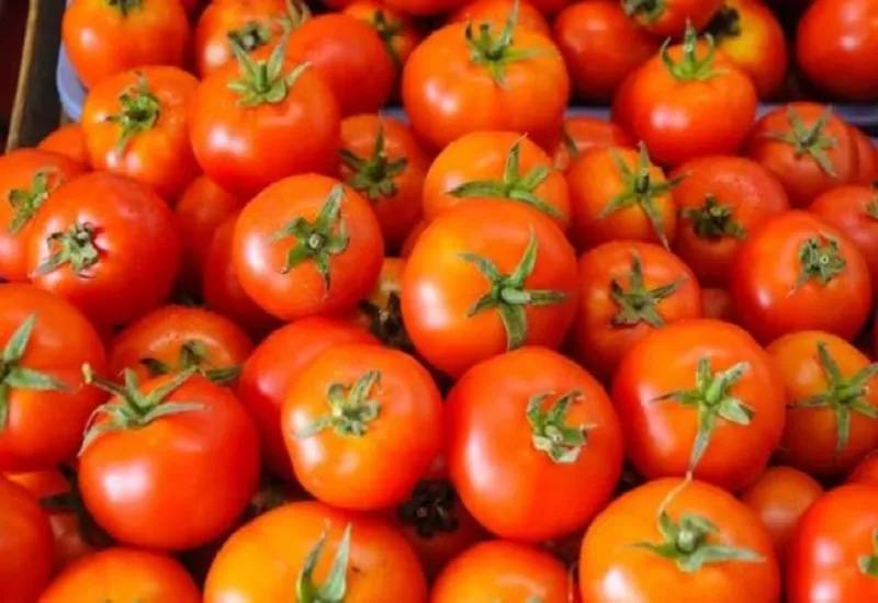 Tomato Import : नेपाल भारत को टमाटर निर्यात करने को तैयार, बाजार तक आसान पहुंच की जताई इच्छा 