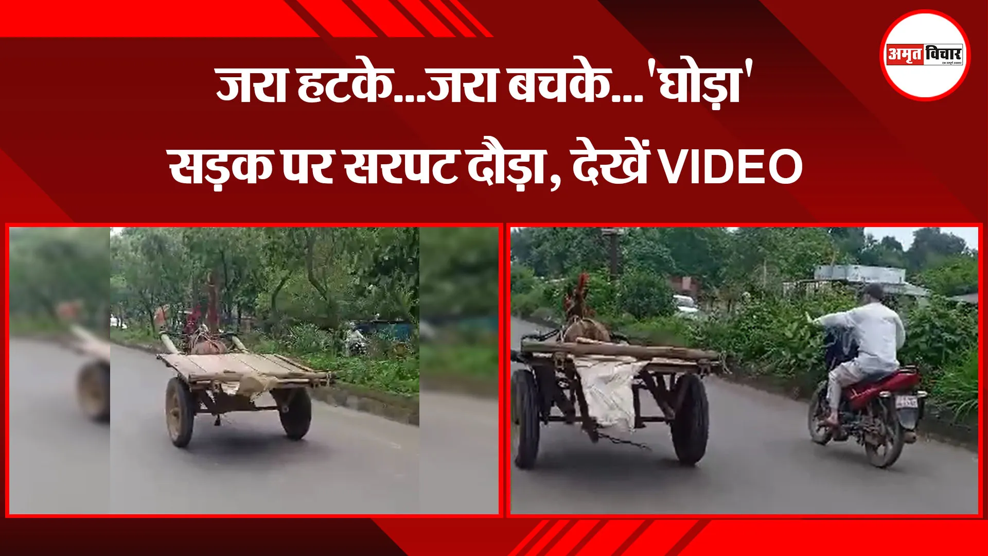 बरेली: जरा हटके...जरा बचके...'घोड़ा' सड़क पर सरपट दौड़ा, देखें VIDEO