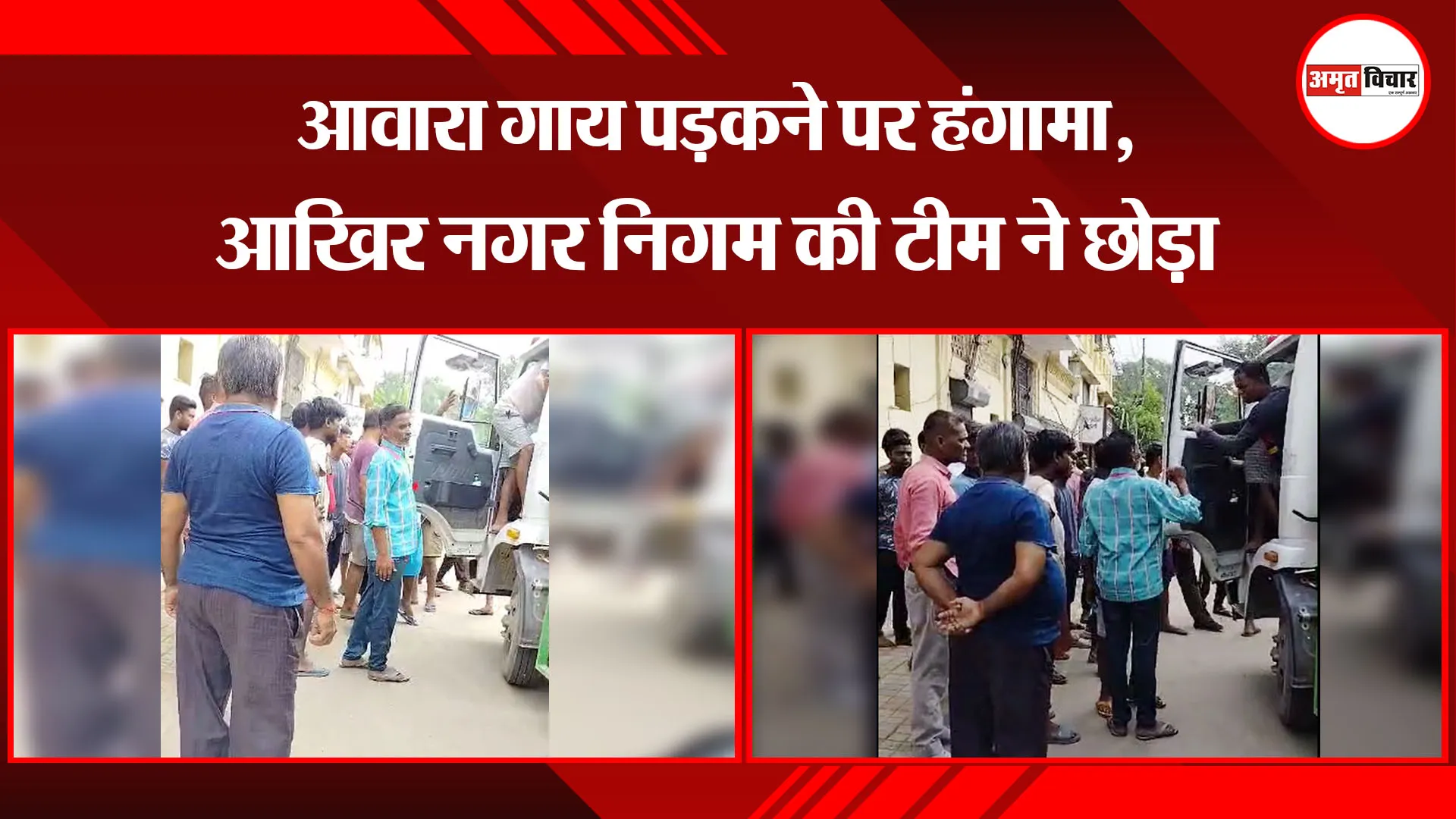  बरेली: आवारा गाय पड़कने पर हंगामा, आखिर नगर निगम की टीम ने छोड़ा