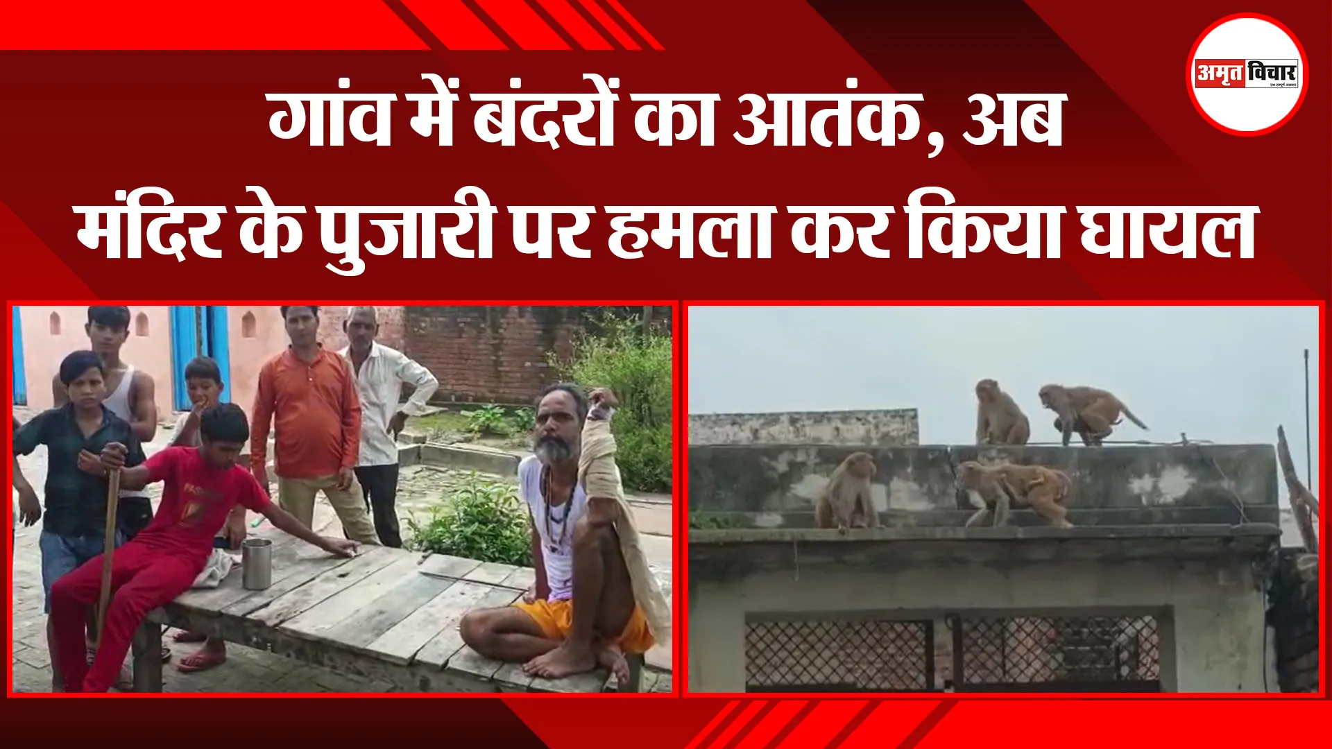 मुरादाबाद: गांव में बंदरों का आतंक, अब मंदिर के पुजारी पर हमला कर किया घायल