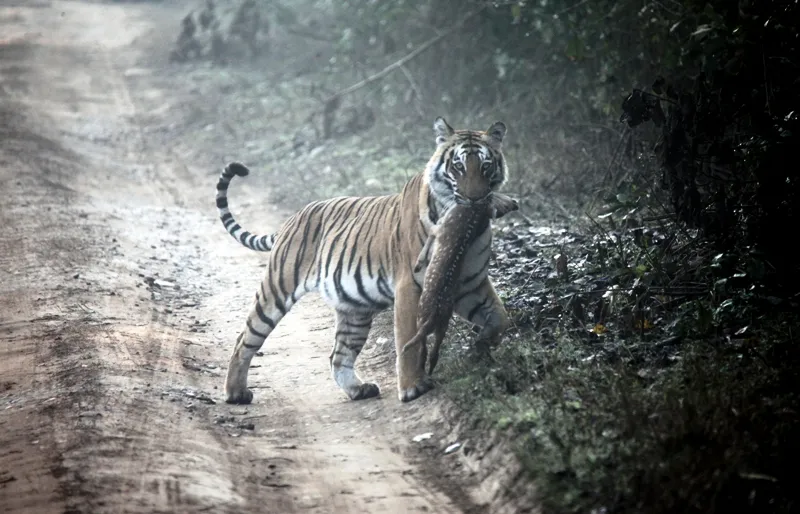 tigress with deer fawn kill (20)