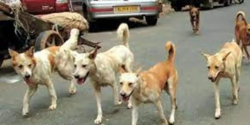 बरेली: महिला पर कुत्ते ने किया हमला, मुंह और गला नोचा, घटना फतेहगंज पश्चिमी की 