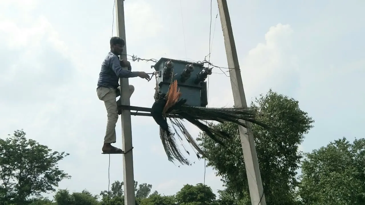 शाहजहांपुर: ट्रांसफार्मर पर बैठे मोर की करंट से मौत