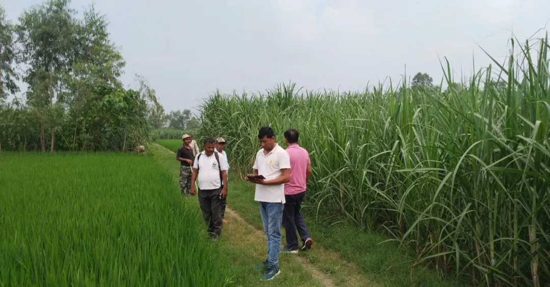 पीलीभीत: गन्ना बांधने गए मजदूरों को तेंदुआ के साथ दिखे शावक तो उड़ गए होश..जानिए पूरा मामला 