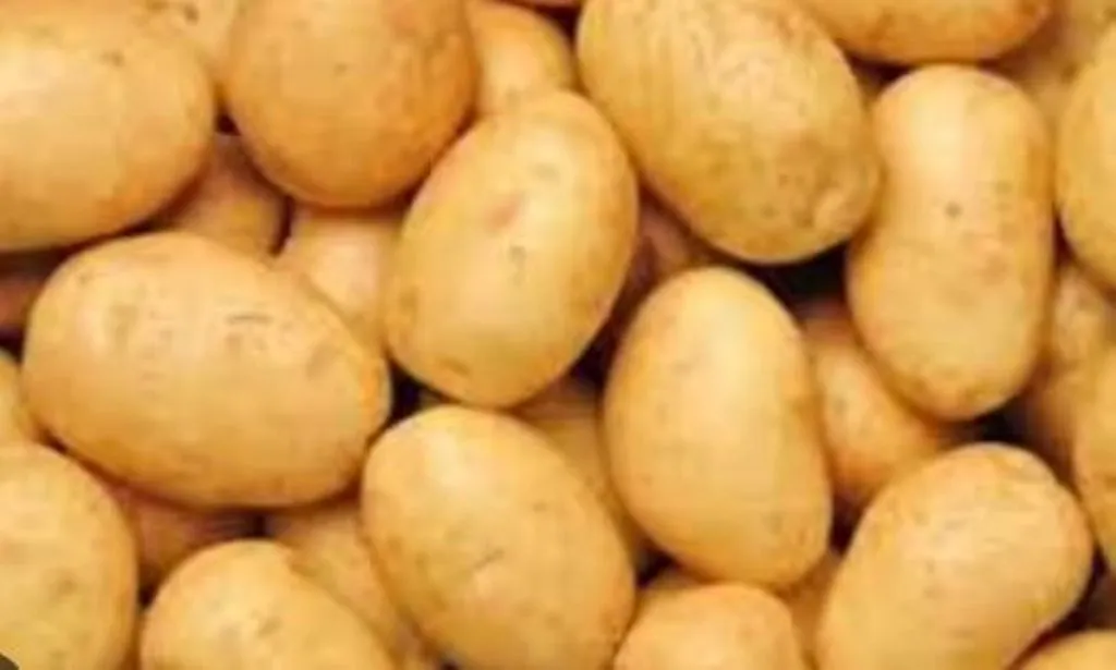 बरेली: आलू को नहीं मिल रहा भाव, किसान और कोल्ड स्टोर मालिकों में बेचैनी