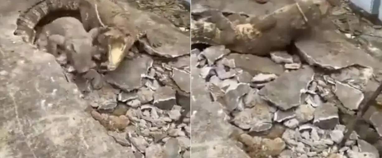 घर के फर्श से निकले 3 खूंखार जीव, Video देख कांप जाएगी रूह