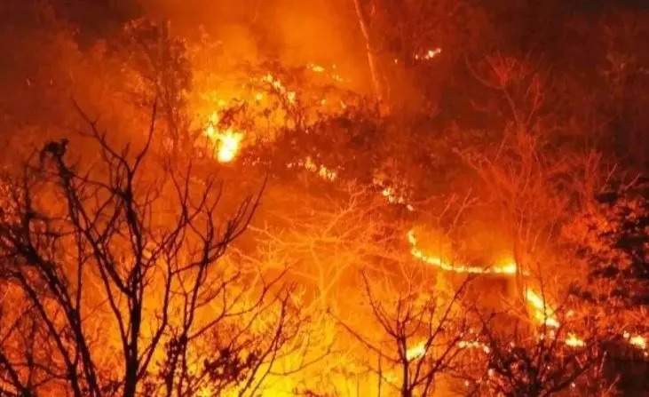 अमेरिका में हवाई के जगंलों में लगी आग, छह लोगों की मौत 