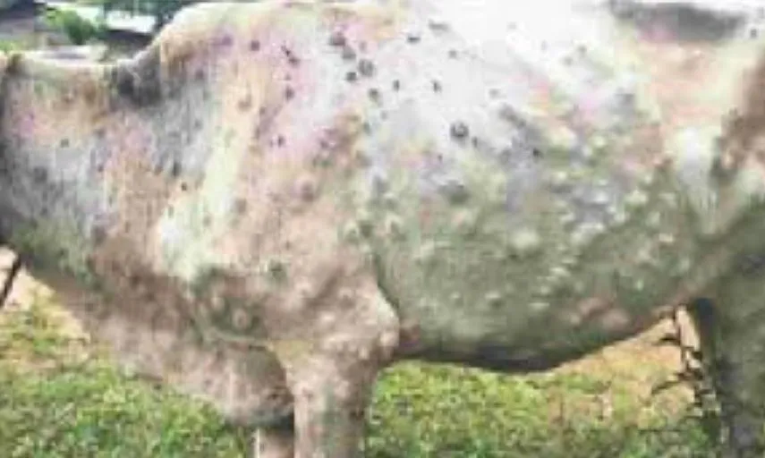 बरेली: लंपी वायरस को लेकर फिर सतर्क हुआ पशुपालन विभाग, ऐसे करें पहचान
