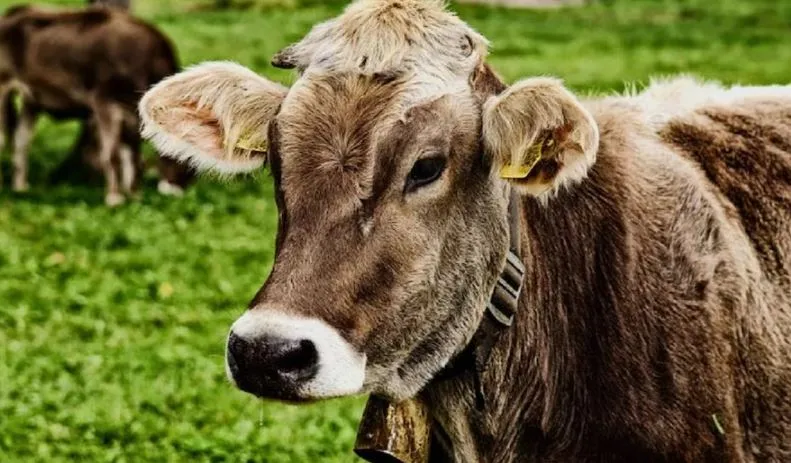 बरेली: इंसानियत हुई शर्मसार...गाय और बछड़े के साथ शख्स ने की गलत हरकत!, हालत बिगड़ने पर कराया गया भर्ती