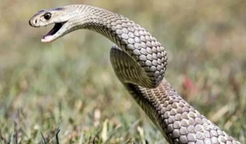 बरेली: झाड़फूंक के चक्कर में किसान की गई जान, सांप के काटने पर ले गए ओझा के पास