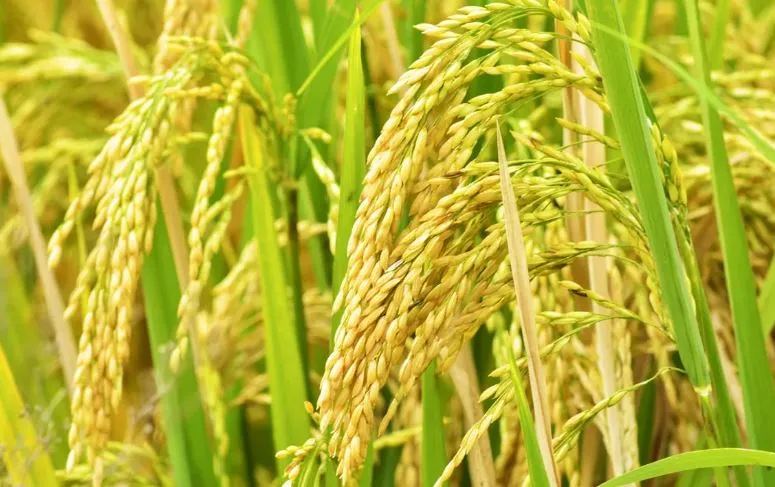 बरेली: कैसे पूरा होगा लक्ष्य...जब बाजार में महंगे दामों में बिक रहा धान