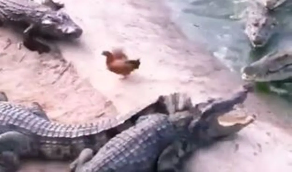 VIRAL VIDEO: मगरमच्छ के झुंड के बीच फंसा मुर्गा, चकमा देकर निकला मौत के मुंह से बाहर, नजारा देख थम जाएंगी सांसें