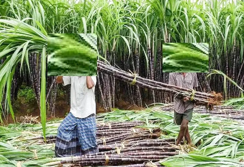 मुरादाबाद : मोबाइल संदेश के जरिये मिलेंगी गन्ना तौल की पर्चियां, किसानों के अभिलेख अपडेट करने में जुटा विभाग