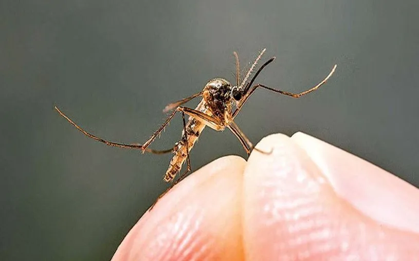 बरेली: डेंगू-मलेरिया और टाइफाइड से ग्रसित मिली महिला, देश में अब तक ऐसे दो केस