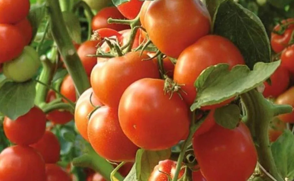 तीसरी आंख का पहरा: टमाटर के खेत पर चोरों ने बोला धावा, किसान ने निगरानी के लिए लगाया CCTV कैमरा 