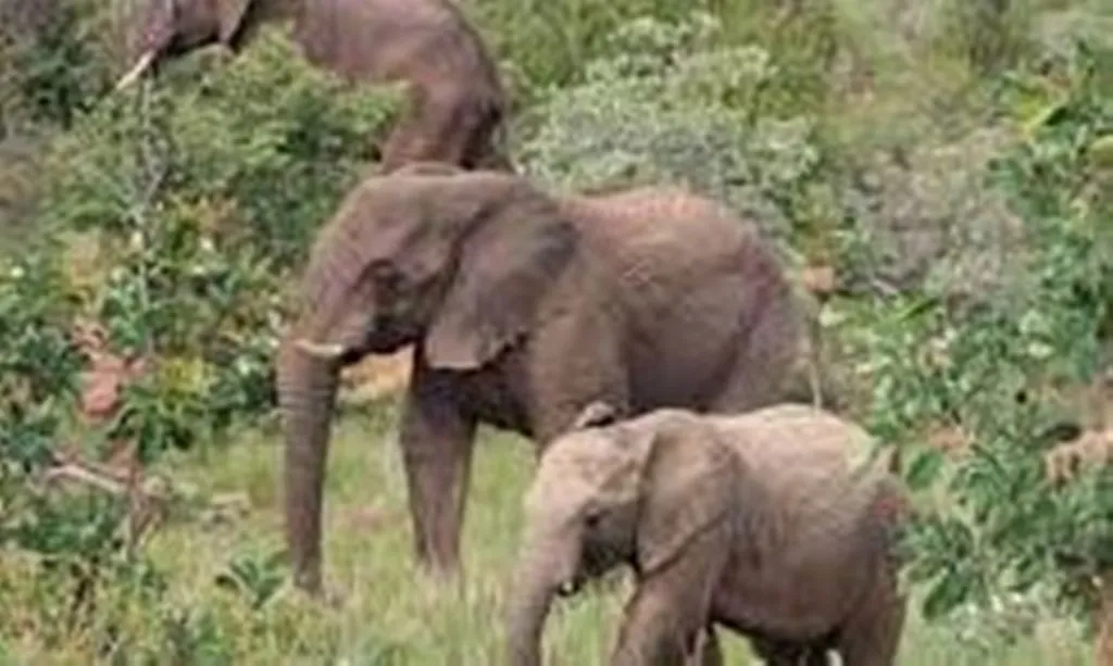 छत्तीसगढ़: जंगल में बुजुर्ग पर हाथियों ने किया हमला, मौके पर मौत 