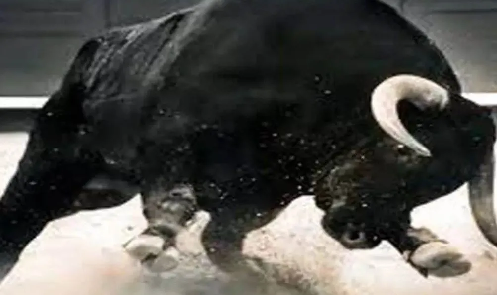 बरेली: आवारा सांड ने बुजुर्ग पर किया हमला, मौके पर मौत 