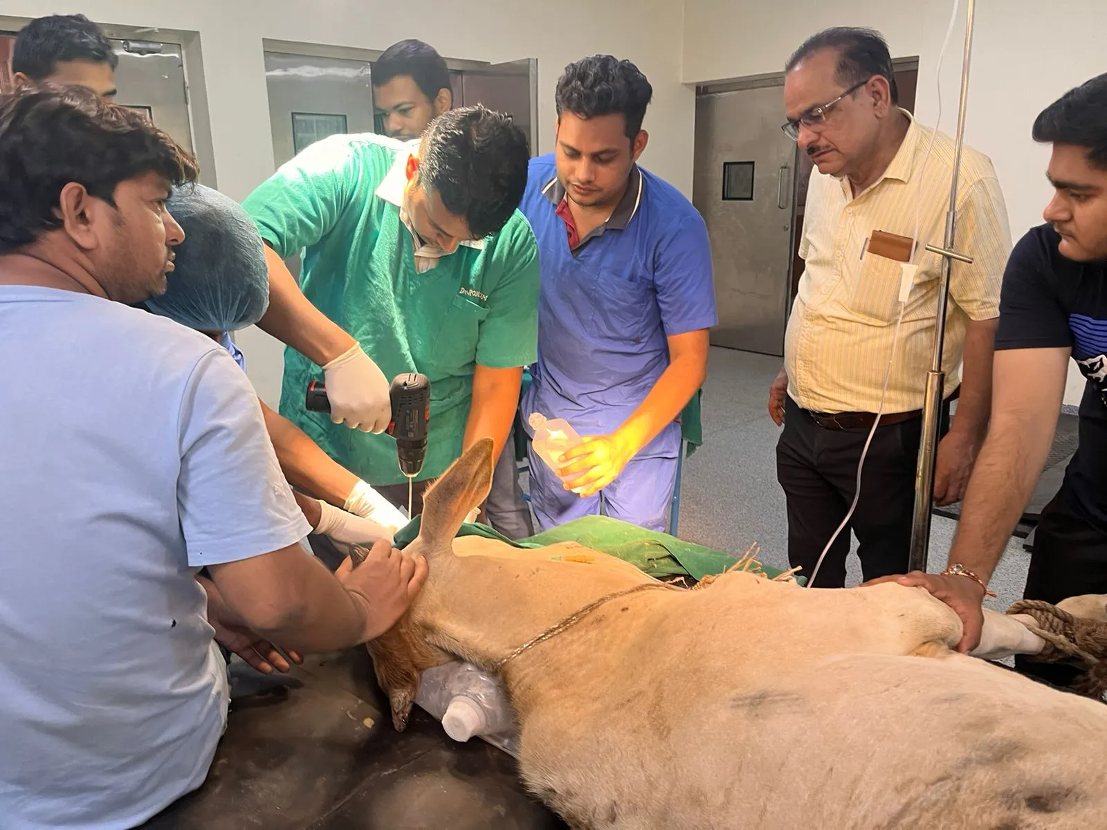 बरेली: हादसे में टूटा बछड़े का जबड़ा, वैज्ञानिकों ने स्क्रू से जोड़ा