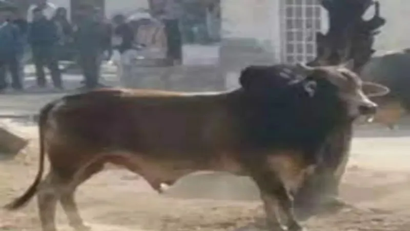 बहराइच: सांड के हमले में किसान घायल, सीएचसी में भर्ती