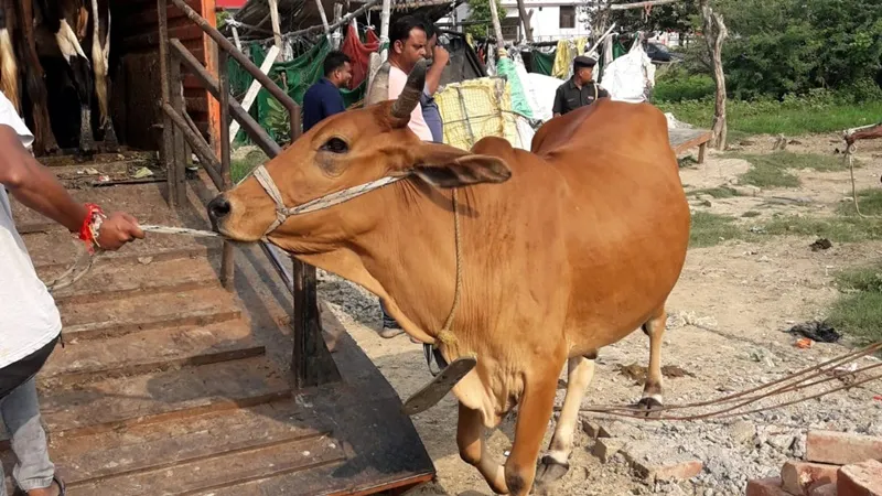 लखनऊ: नगर निगम ने पकड़े 20 गोवंश, संचालकों ने किया विरोध