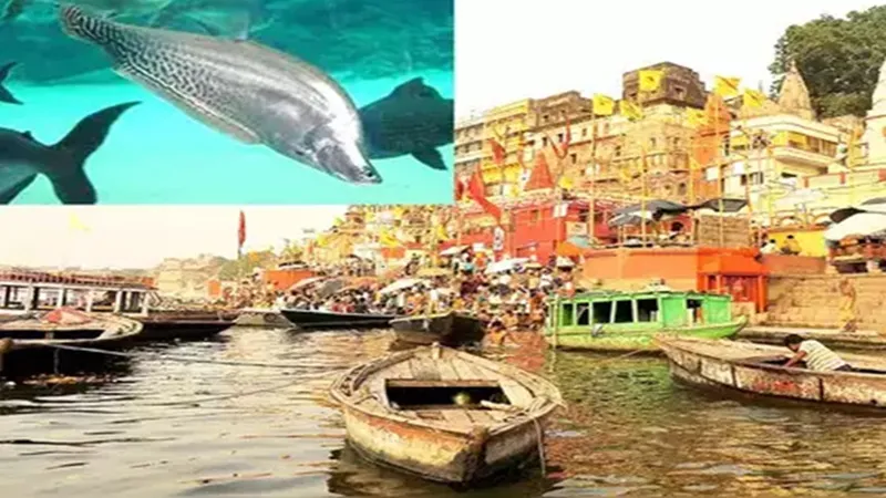 वाराणसी: देश में पहली बार स्टेट फिश चिताला की रिवर रैचिंग, गंगा नदी में होगा यह काम