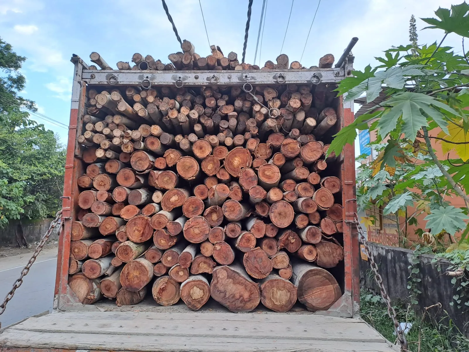 काशीपुर: महिला की चार बीघा जमीन से  यूकेलिप्टस के पेड़ काट ले गए चोर