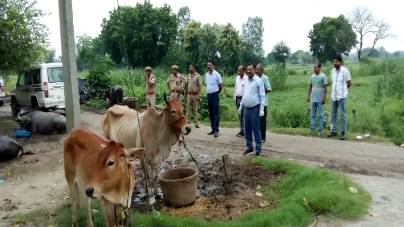 बाराबंकी में खतरनाक लंपी वायरस से 55 मवेशी संक्रमित, विभाग ने किया 44 हजार वैक्सीन लगाने का दावा 