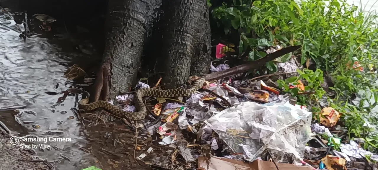 गदरपुर: महाविद्यालय परिसर में पहुंच नाग,स्टॉफ में मचा हड़कंप