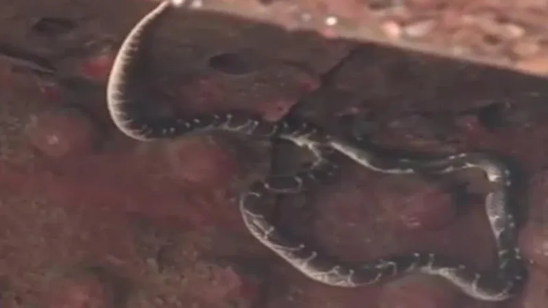 गौतमबुद्ध नगर : ट्रक के केबिन से निकला अजगर, पुलिस ने किया रेस्क्यू 