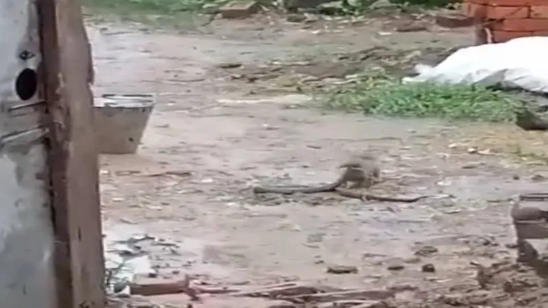 हरदोई में दिखी सांप और नेवले की दुश्मनी - Video 