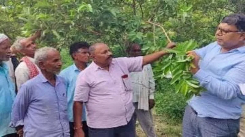 संरक्षण : इलाहाबादी अमरुद सेबिया के कारोबार को देखने पहुंचा वैज्ञानिकों का विशेष दल