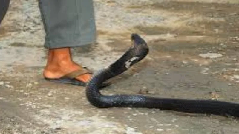 हरदोई : विसर्जन यात्रा में गए चार किशोरों को सांप ने डसा 