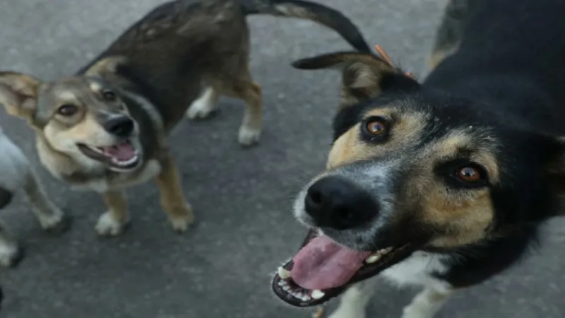 UP Dog Attack : नोएडा में दम्पति पर महिला ने छोड़े पालतू कुत्ते, शिकायत दर्ज 