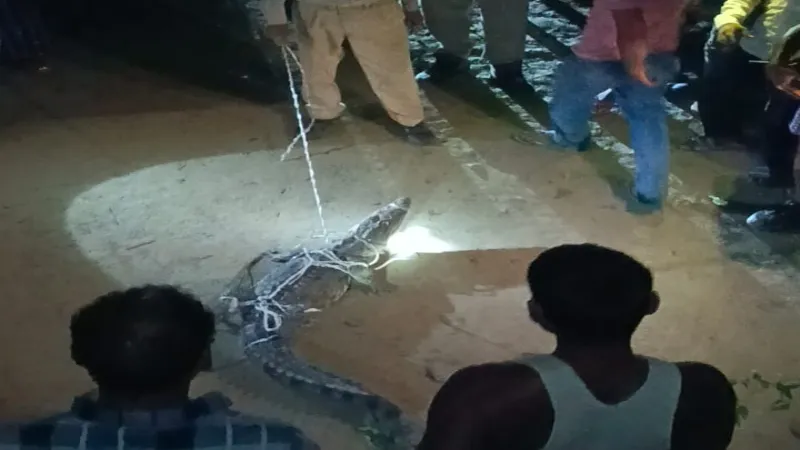 बहराइच : अब अमृतपुर गांव में निकला मगरमच्छ, ग्रामीण के घर में पहुंचा