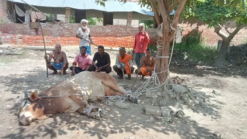 अयोध्या : ग्रामीणों ने हिंसक छुट्टा सांड पकड़ कर पेड़ से बांघा, कर रहे रखवाली