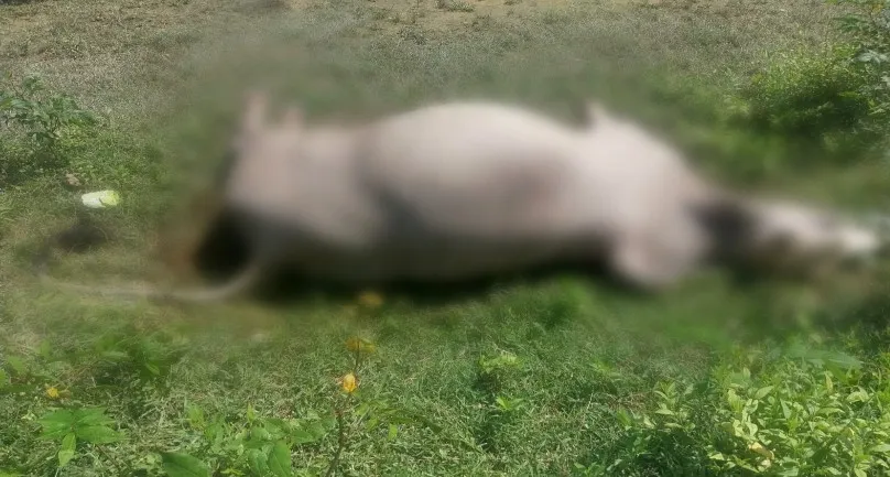 बरेली: गौ तस्करों ने आवारा पशु को बनाया निशाना, पुलिस के पहुंचने पर अधमरा छोड़कर भागे