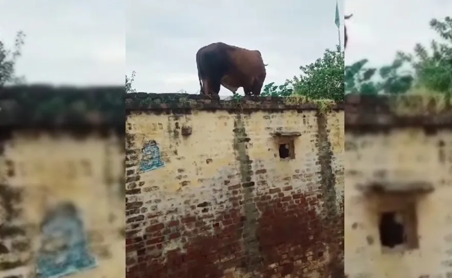 बरेली: घर की छत पर चढ़ा बेसहारा घूम रहा सांड, नीचे उतारने में टीम के छूटे पसीने