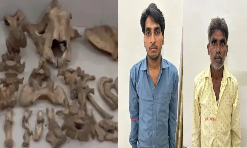 पीलीभीत: बाघ की हड्डियां लेकर नेपाल जा रहे खीरी के तस्कर, एसटीएफ ने धरे...जानिए मामला 