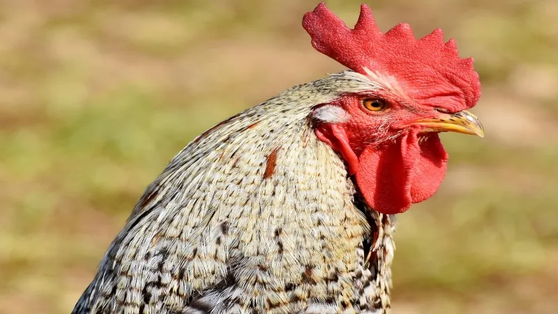 UP News : 8 मुर्गों के Murder की रिपोर्ट दर्ज, पोस्टमॉर्टम में हुआ ये बड़ा खुलासा     